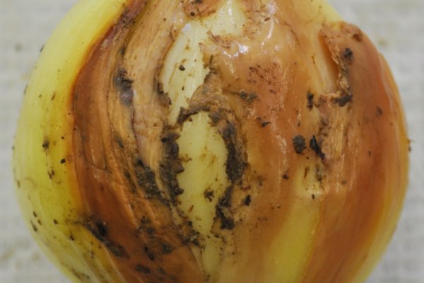 Кракен зеркало onion